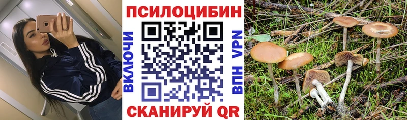 купить наркоту  Стародуб  Галлюциногенные грибы мухоморы 